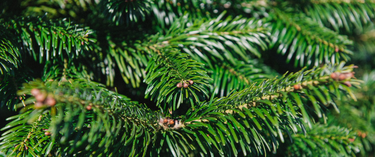 Gower Fresh Christmas Trees Tickets, Products, Gift Vouchers Buy Online