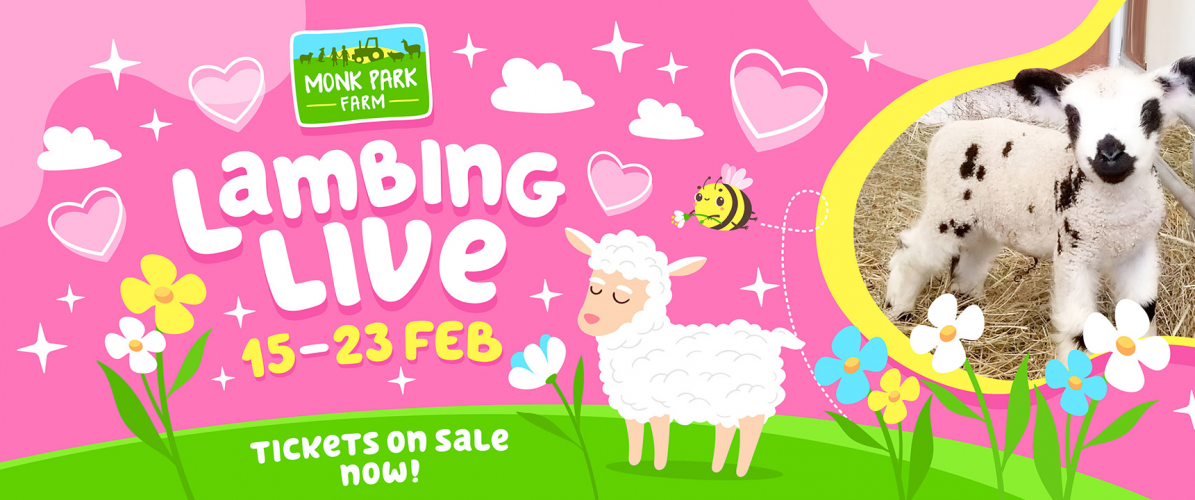 Lambing Live