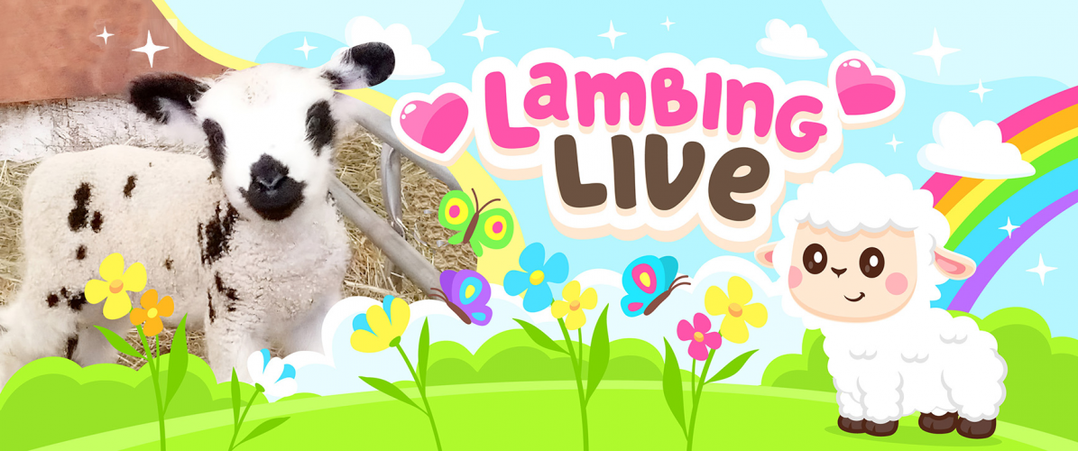 Lambing Live Farm Admission 14th Feb - 1st March