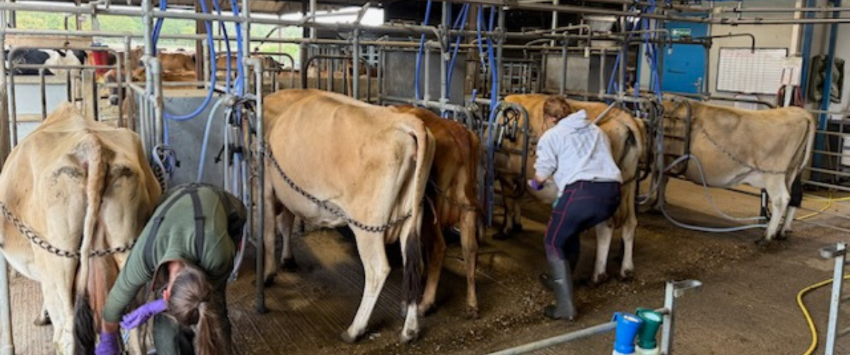 Milking Experience