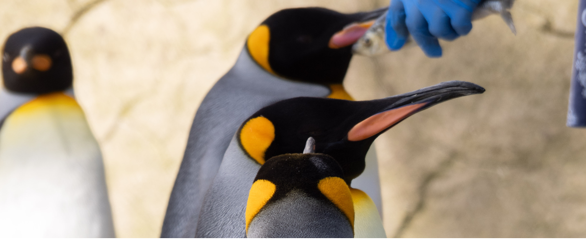 Feed The Penguins
