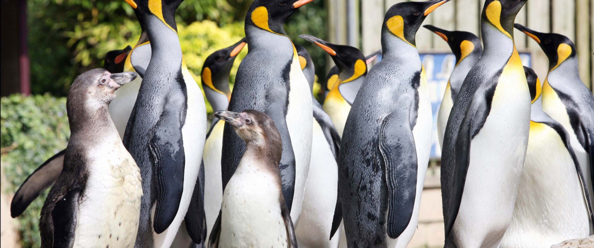 Feed The Penguins