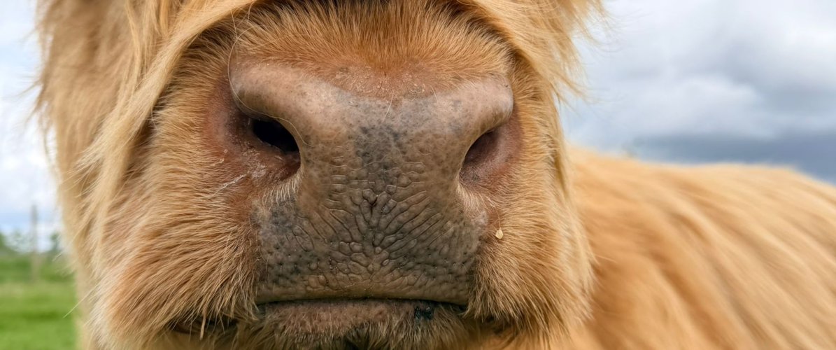 Highland Cow Summer Session
