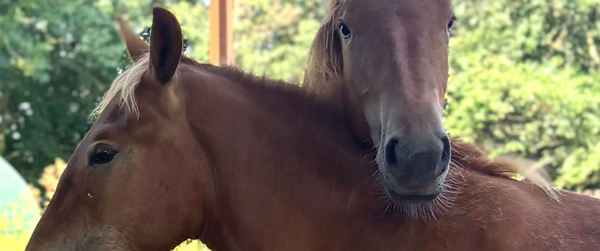 Suffolk Punch Meet and Greet
