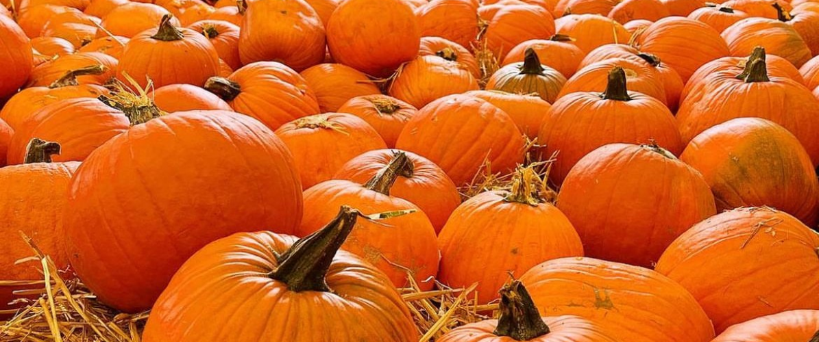 Halloween at the Farm