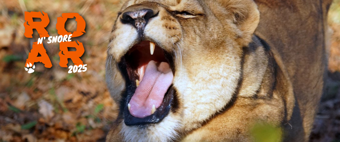 'Roar 'n Snore'