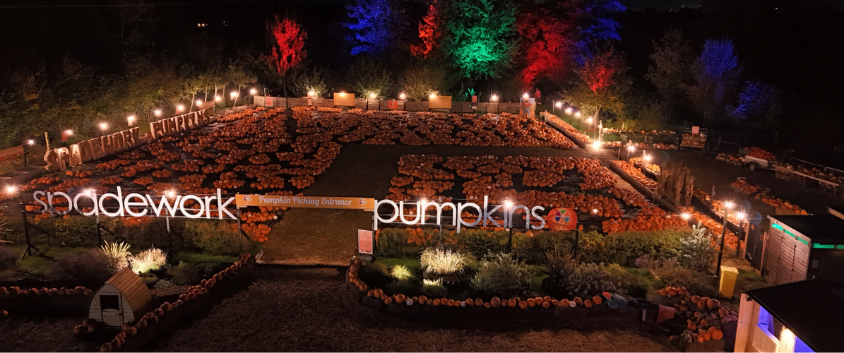 PYO Pumpkins By Torchlight At Spadework