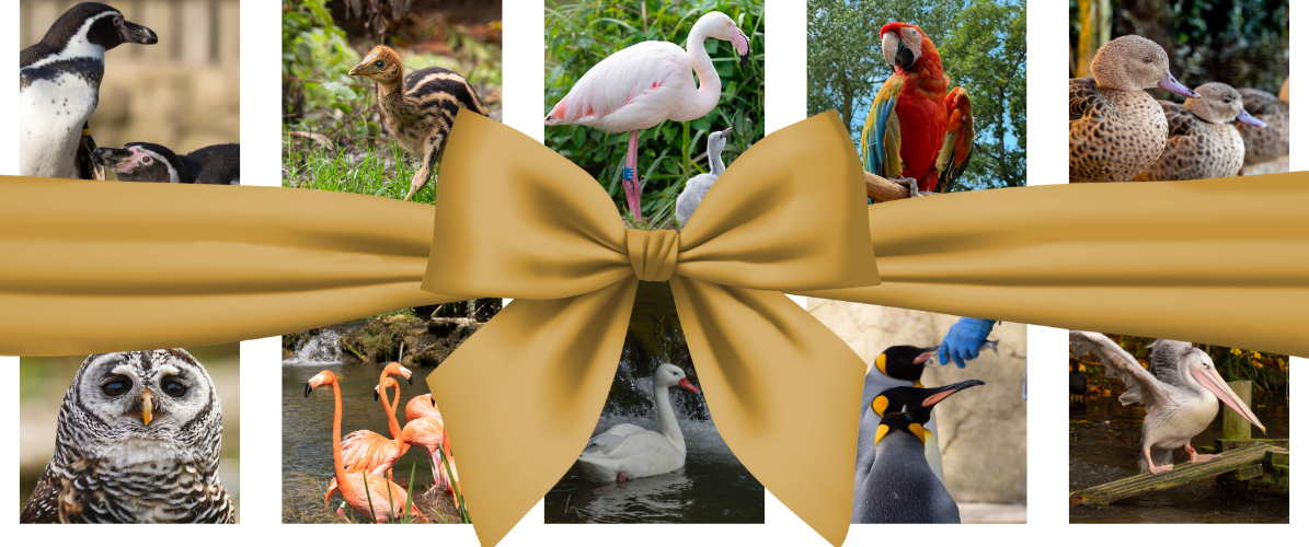 Gift Membership & Experiences