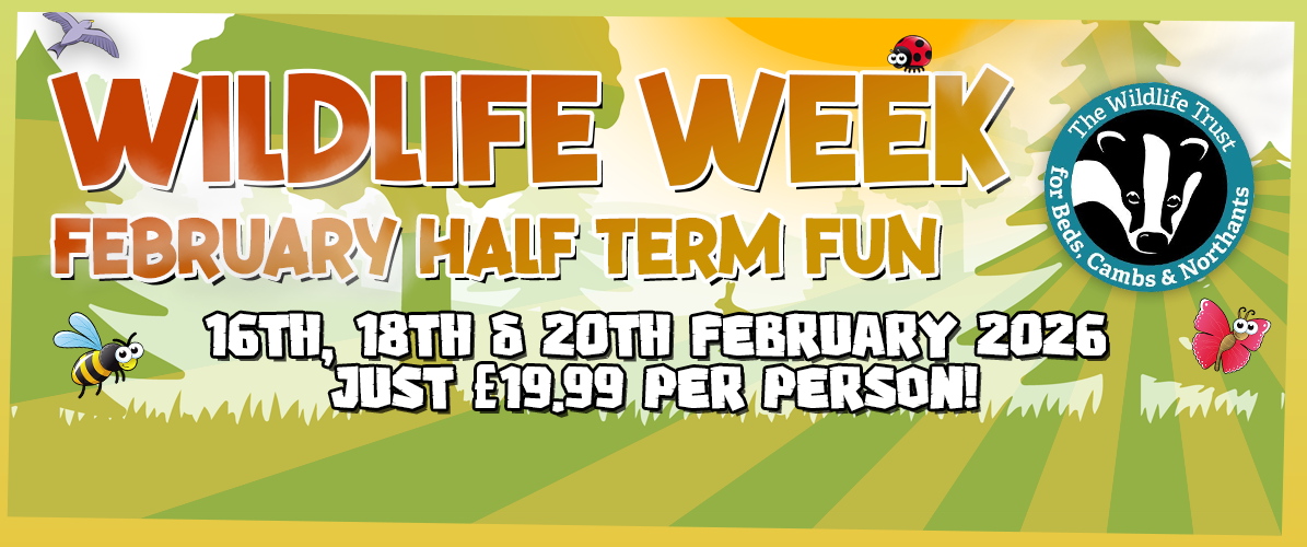 Wildlife Week - February Half Term