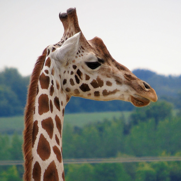 Buy WWP Giraffe Experience Voucher Tickets online Wingham Wildlife Park