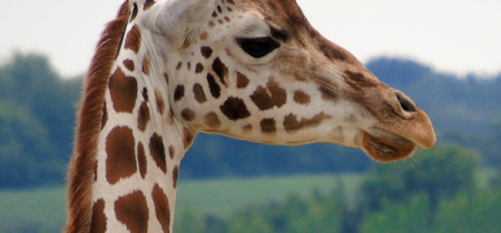 WWP - Giraffe Experience Voucher