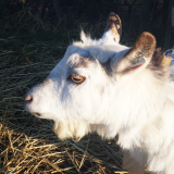 Goat Keeper Experience