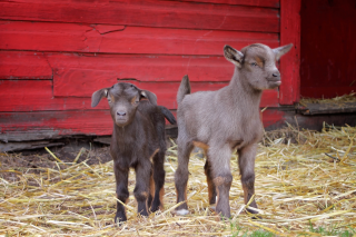 Barn Babies