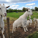 Amerton Farm - Standard Entry