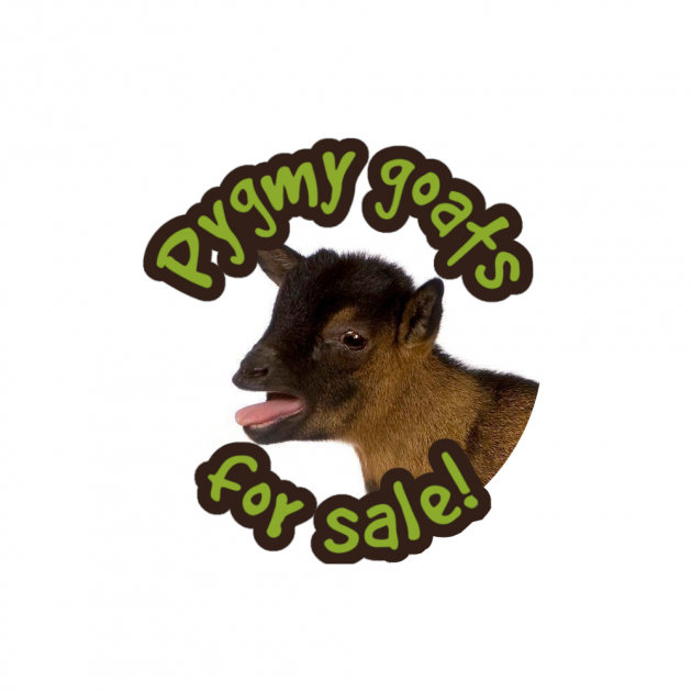 Buy Pygmy Goats Tickets online World of Country Life