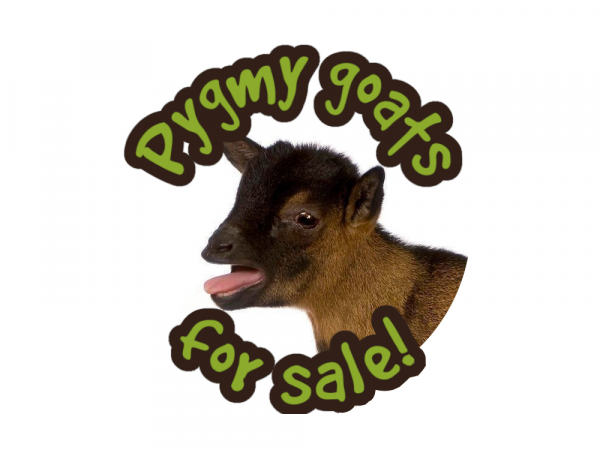 Pygmy Goats