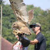 Falconry Experience