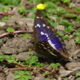 ODL Talk: Wildlife in the Park - A Year in Howe Park Wood