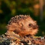 ODL Talk: Our Hedgehog Habitats