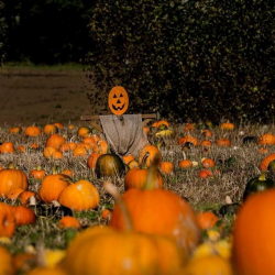 Pumpkin Festival