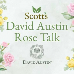 David Austin Rose Talk