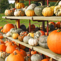 Halloween at Priory Farm 2025