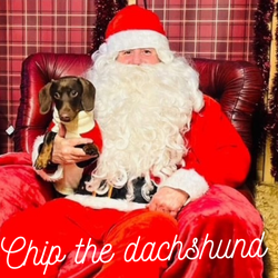 Chip the dachshund meeting Santa Paws
