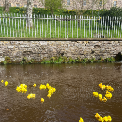 May Duck Race