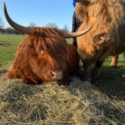 Highland Cow Summer Session