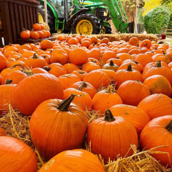 Halloween at the Farm