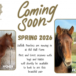 Suffolk Punch Meet and Greet