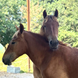 Suffolk Punch Meet and Greet