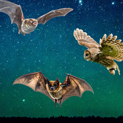 Black and white picture of Upton House with two bats, an owl, a fox and a moth
