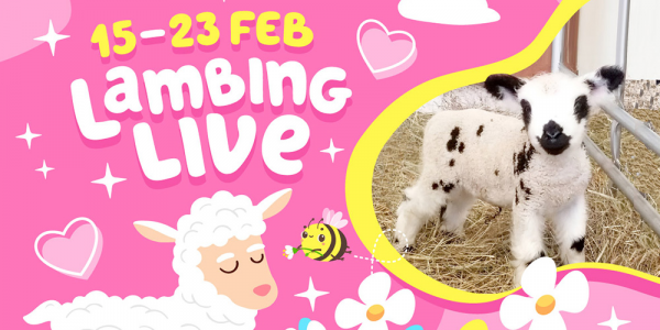 Lambing Live