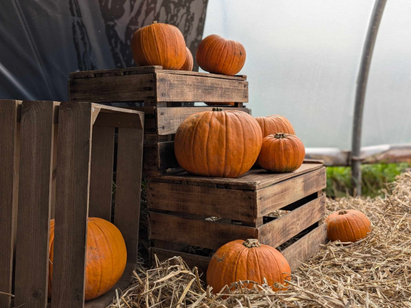 Pumpkin Picking