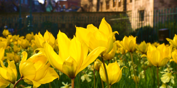 Springtime Garden Tours