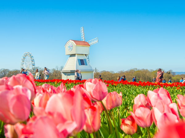 Tulleys Tulip Fest 2026