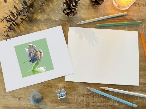 Butterfly Coloured Pencil Workshop at Barton Grange