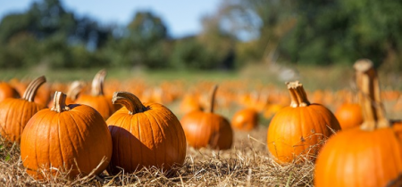 Halloween at Clonfert Farm 2024