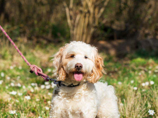 Woof Walks