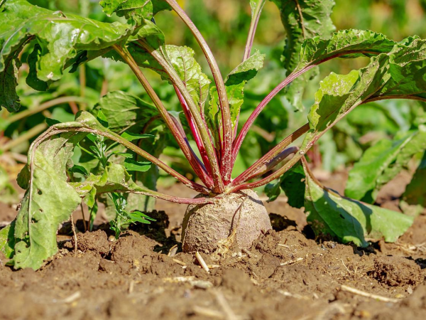 Fruit & Veg Picking - (check crop availability before booking)