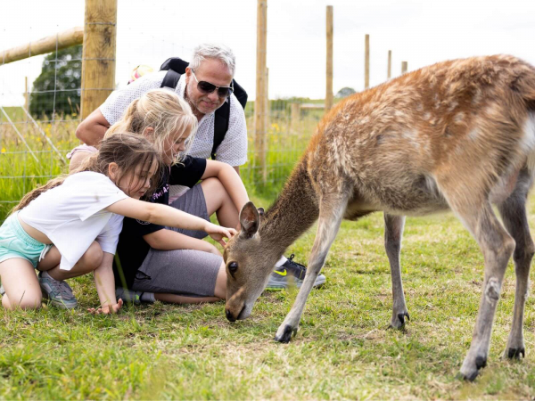 Animal Experiences