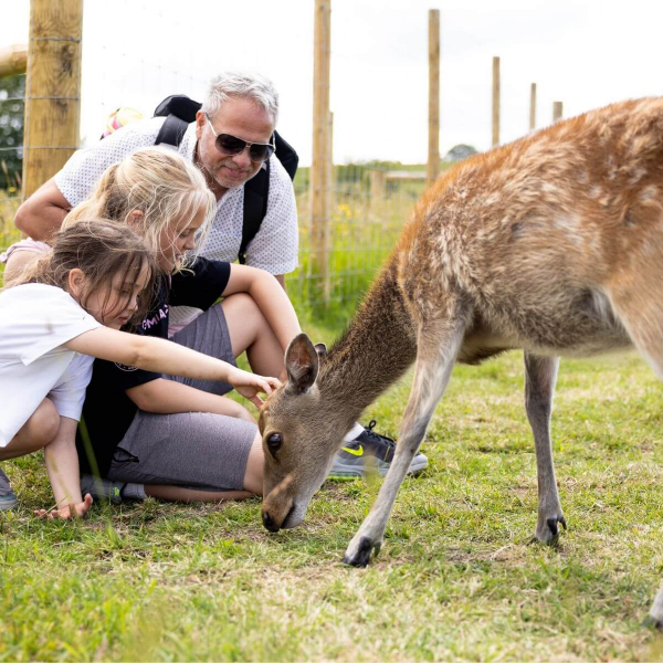 Animal Experiences