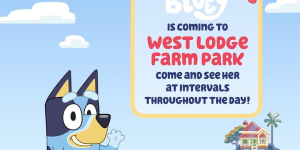 Bluey Is Coming!