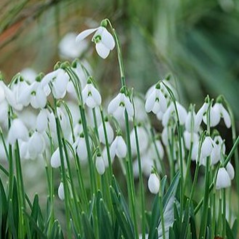 Altamont Plant Sales & Walled Garden Tickets Buy Online