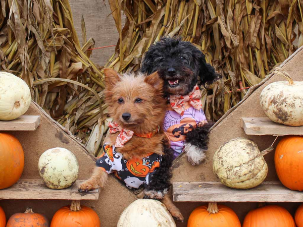 Pumpkin Village Dog Nights