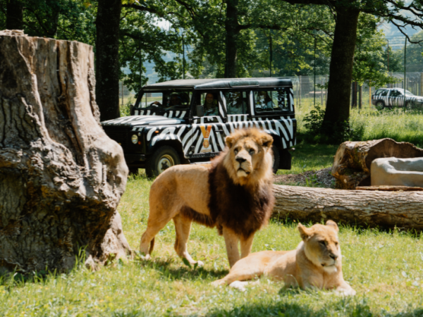 VIP Animal Experiences
