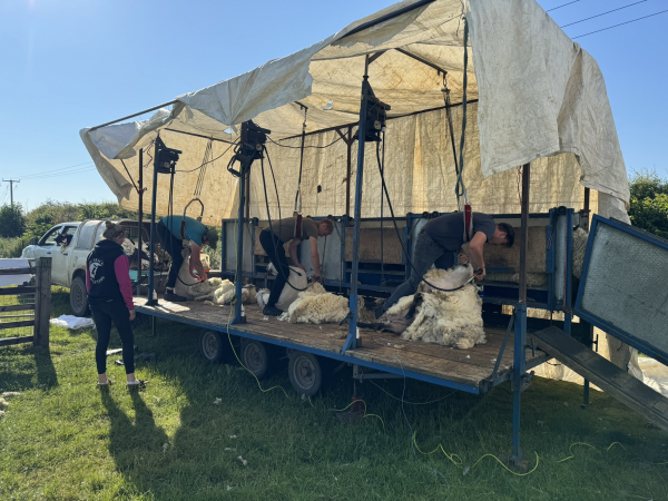 Open Farm Sunday with Live Shearing