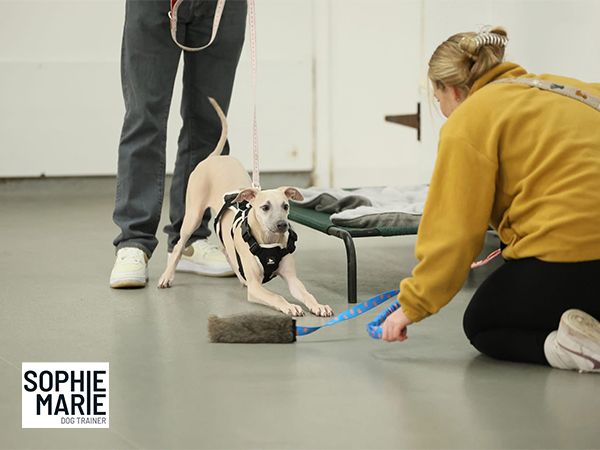 Puppy Training Course