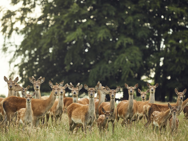 Family Deer Park Safari